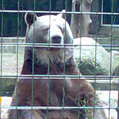 Avatar di relaxation_bear