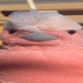 Chelowl 的头像