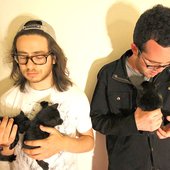 web-kitties.jpg