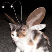 zivecat 的头像