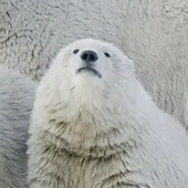 nanook3 的头像