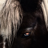 Avatar for hurthorse