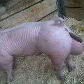 Willycuh 的头像