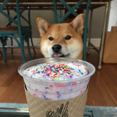 Dogdogdogdoger 的头像