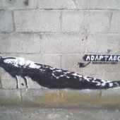 pavo