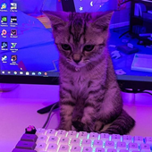 ItzBunchyy 的头像
