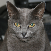 greypuss 的头像