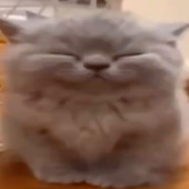 spliitbtw 的头像
