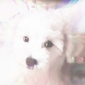 Avatar for luscaspontes