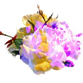 Flame Flower