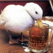 Avatar for Beerduck
