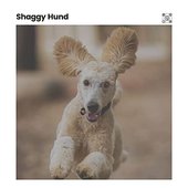 Shaggy Hund