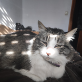 Avatar de Nekosito