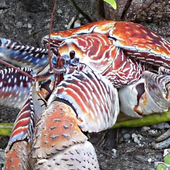 onecoconutcrab 的头像
