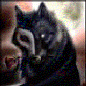 Canis_Luna için avatar