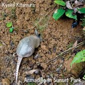 Armadillo In Sunset Park