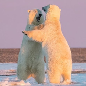 jorgiebear 的头像