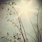 by MCL