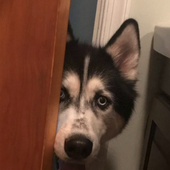wolfuck's pfp