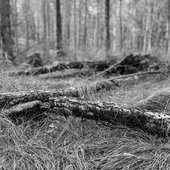 Wandering in a Lost Forest II