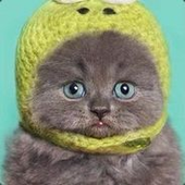 Cipe13 的头像