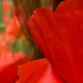 In a Rose