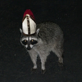 Avatar for RaccoonLord2857