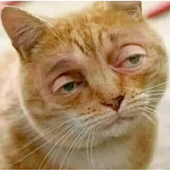 catgarfield_ 的头像
