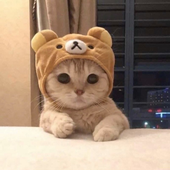 vizionz_cute 的头像