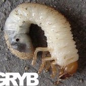 Gryb