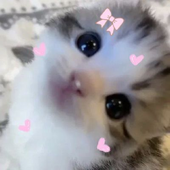 dwollette 的头像