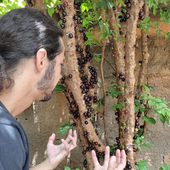 Thiago caronte e seu pé de jabuticaba
