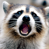 wild_raccoon için avatar