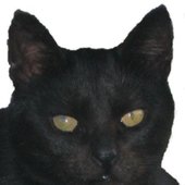 Pulsa Denura's cat