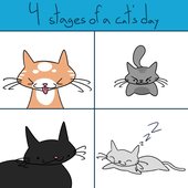 4 stages of a cat's day