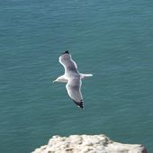 Awatar dla 1seagull1