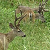 IMG_1740.jpeg