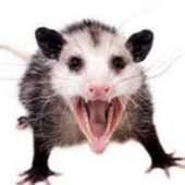 Avatar for KassKuri