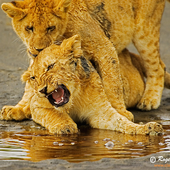 Avatar för lioncubs