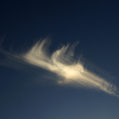 fallstreak için avatar