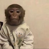 zaynexxvi 的头像