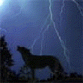 Thunderwolf1989 için avatar