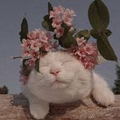 nyanya707 的头像