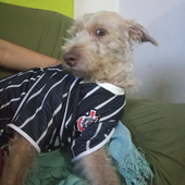 nathandanadinho 的头像