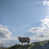 SHEEP