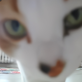 chonkychubbycat 的头像