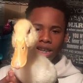 duck
