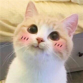 diikopiik 的头像