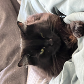 teacat1231 的头像