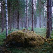 Metsänpeitto